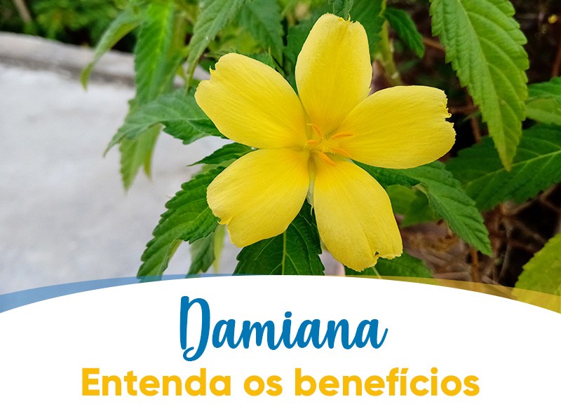 Damiana e Chanana são a mesma coisa? Entenda os benefícios!